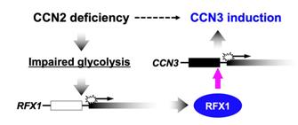 Fig. 1 Mechanism of the negative regulation of CCN3 by CCN2 in chondrocytes. (OA Literature)