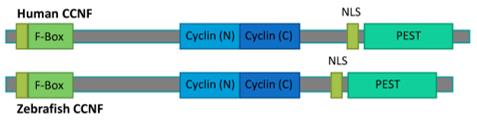 Fig. 1 Schematic overview of CCNF protein. (OA Literature)