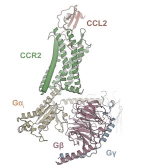 Fig. 1:Models of the CCL2–CCR2–Gi.