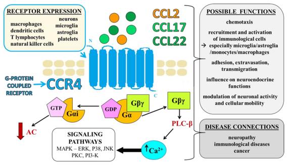 Fig. 1 CCR4—mechanisms of action, possible roles, cellular expression, and disease connections.