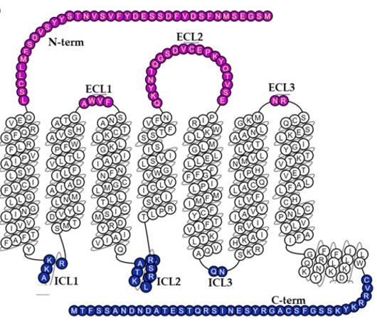 CCR6 Topology: A Snake Helix Box Diagram.