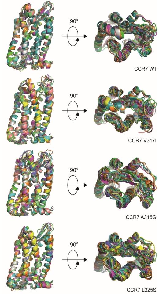 Fig. 1:More flexibility for the extracellular loops in the CCR7 dimerisation-defective mutants.