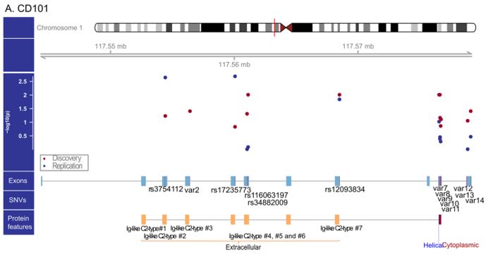Genomic structure of CD101.