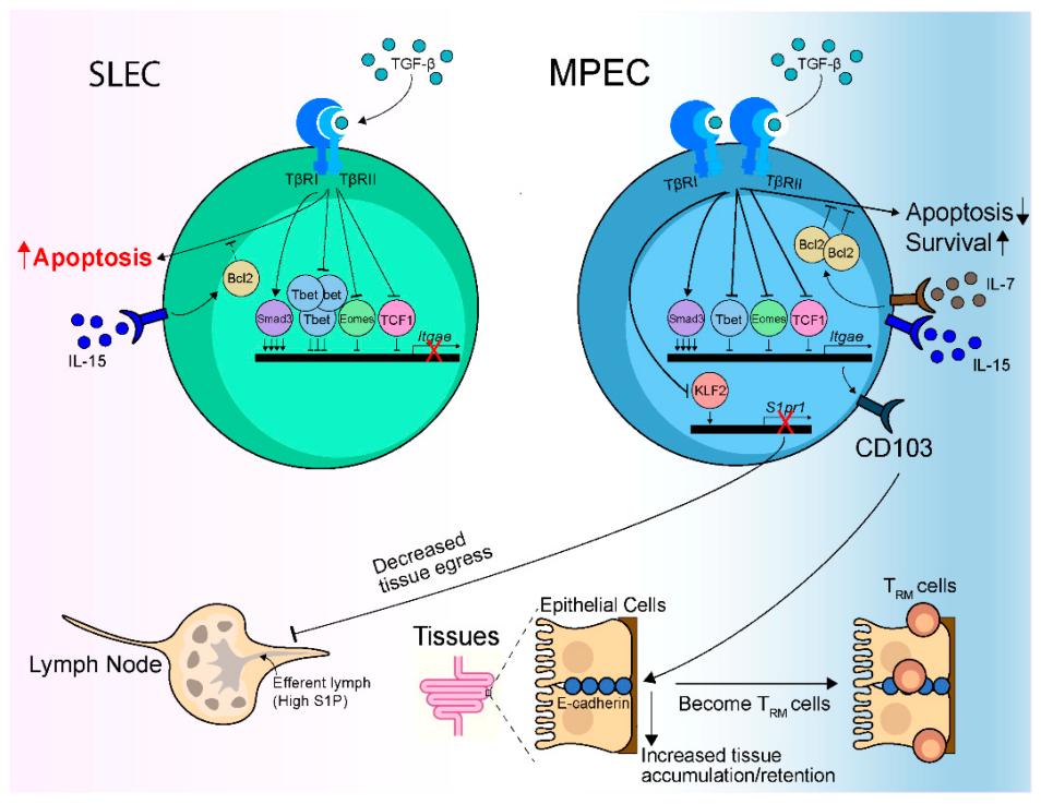 TGF-β sustains CD103+ CD8 TRM cells.