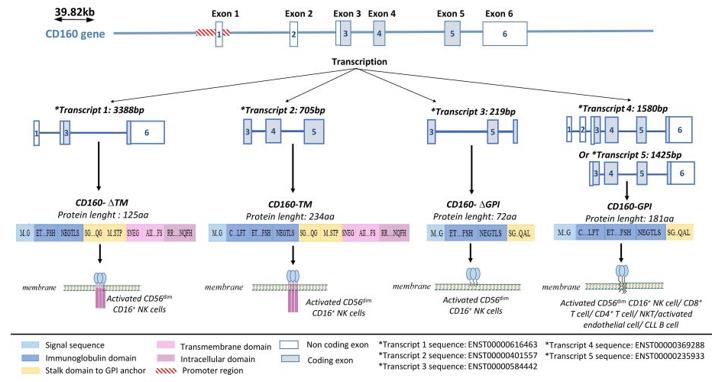 Fig. 1 CD160 gene structure and isoforms. (OA Literature)