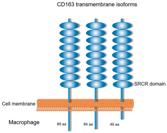 Fig. 1:Schematic representation of the three CD163 transmembrane isoforms.