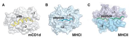 Fig. 1 Peptide binding to MHC and CD1d molecules. (OA Literature)