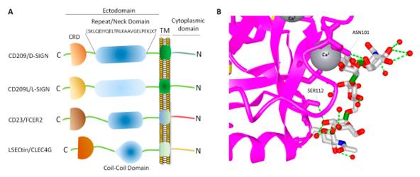 Fig. 1 CD209 family proteins. (OA Literature)