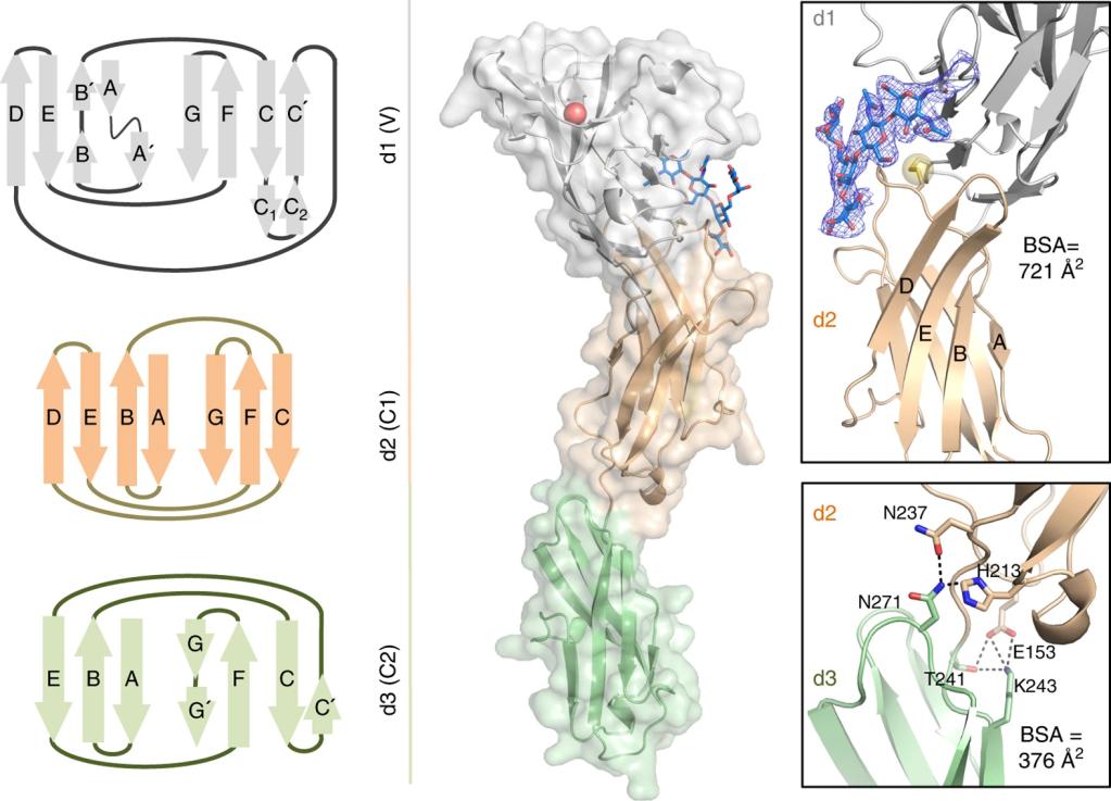 Fig. 1:Three-dimensional structure of human CD22.