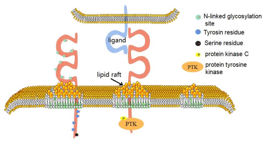 Fig. 1:CD226 consists of three domains.