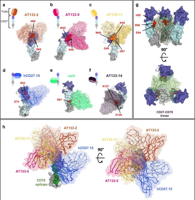 Fig. 1:Proposed models of binding of the hCD27 monoclonal antibody determined by in silico docking analysis.
