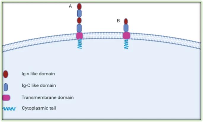 Fig. 1:Structure of B7-H3 Protein.