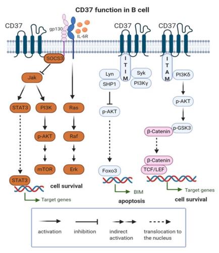 Fig. 1 CD37 function in B cell. (OA Literature)