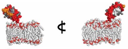 Fig. 1 Structural model of human CD3E alone in the membrane. (OA Literature)