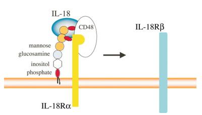 Fig. 1 Mechanism of IL-18 Binding Involving CD48.