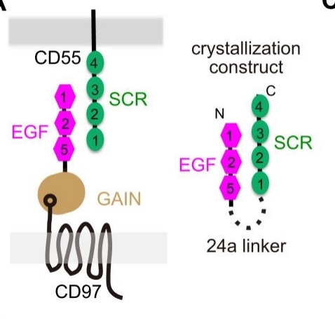 Fig. 1:The CD97–CD55 binding pattern and our chimeric construct.