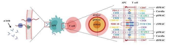 Fig. 1 CD58 isoform structure and its mediated assembly of immune synaptic interfaces. (OA Literature)