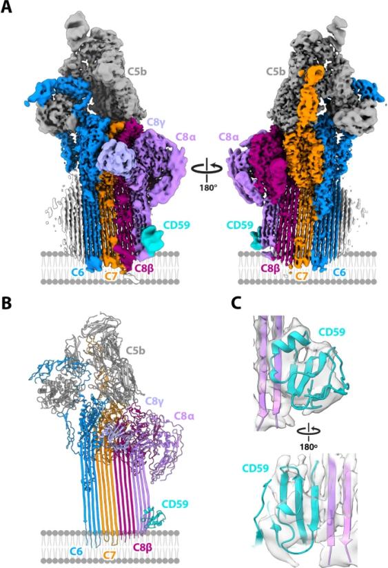 Fig. 1:Structure of the C5b8-CD59 complex.