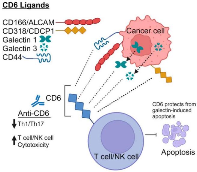 Fig. 1:Schematic representation of endogenous CD6 ligands.
