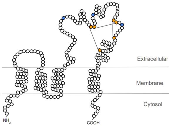 CD63 Schematic Structure.