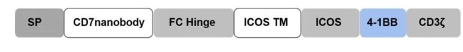 Fig. 1:Schematic structure of the CD7 CAR T-cells.