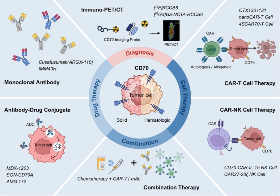 Fig. 1:Overview of CD70-targeted strategies in cancer diagnosis and therapy.