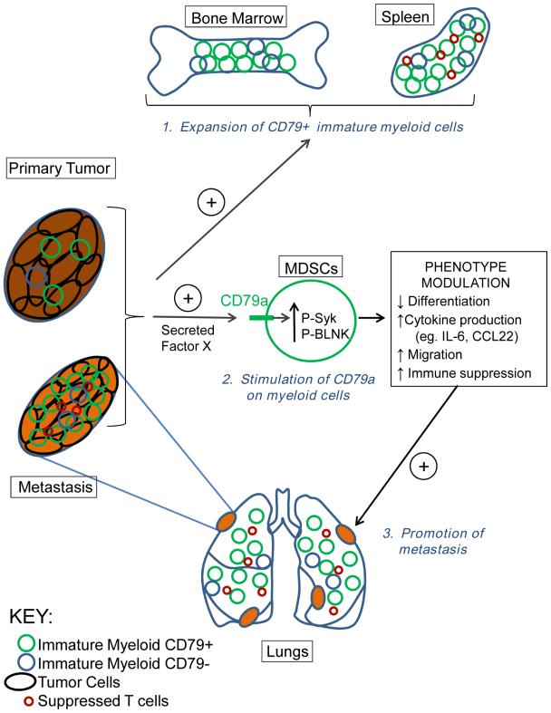 Fig. 1:CD79a mediates immature myeloid-tumor cell interactions.