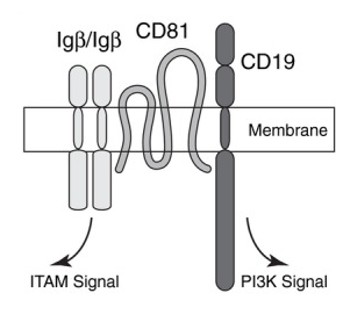 Model of the Igβ/CD19 module promoting ITAM and PI3K signaling.