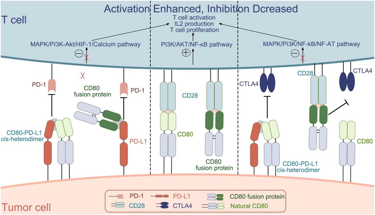 CD80 Interactions with CD28, CTLA-4, and PD-L1.