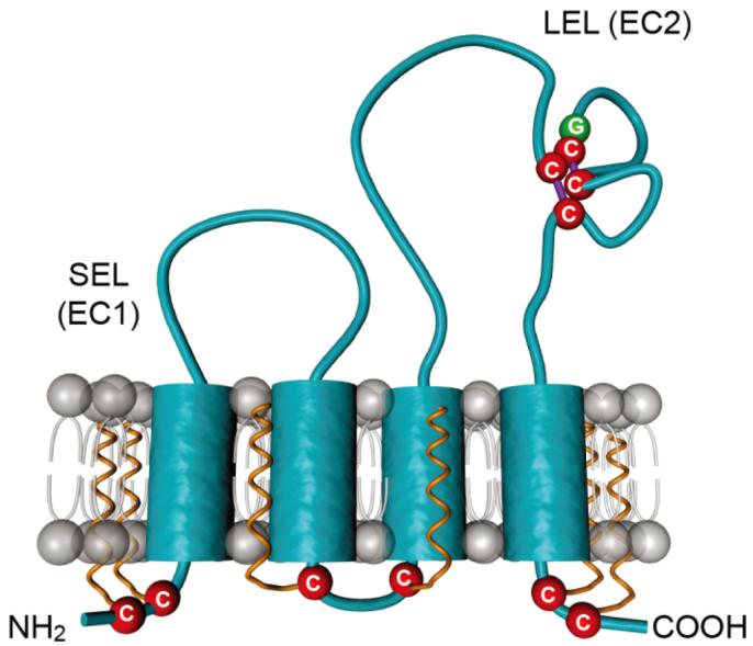 Fig. 1:Schematic representation of the tetraspanin CD81.