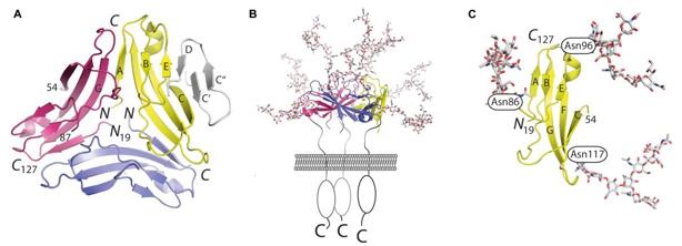Atomic structure of CD83.