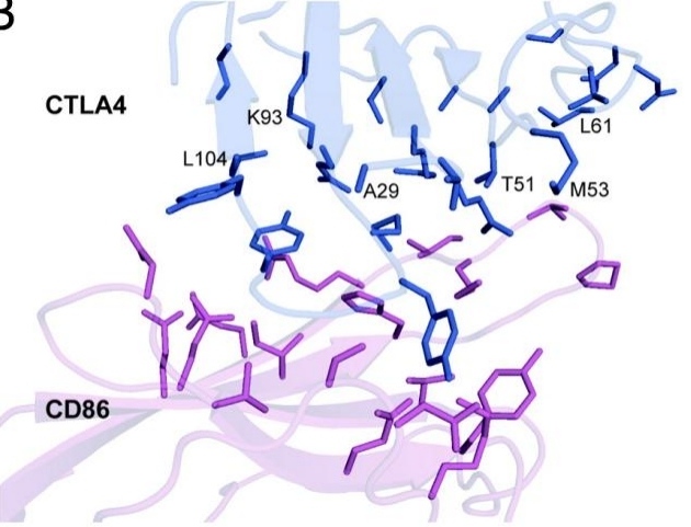 CTLA4 residues targeted for higher affinity to CD86.