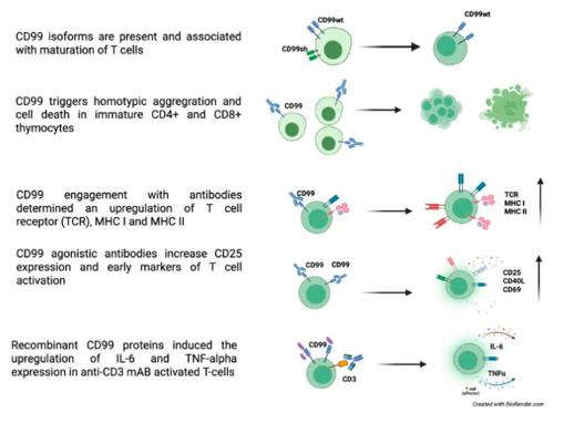 Fig. 1 CD99 roles in T cells.