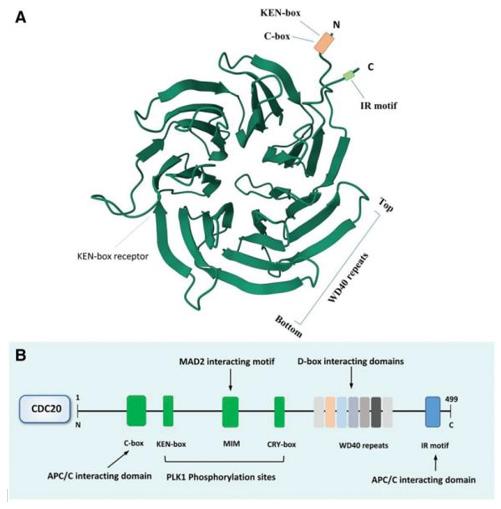 Fig. 1 Cell division cycle 20 homologue (CDC20) domains and motifs. (OA Literature)