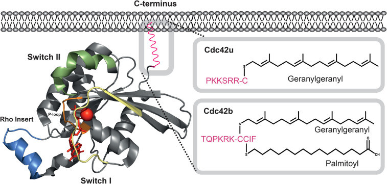 Fig. 1:The structure of Cdc42.