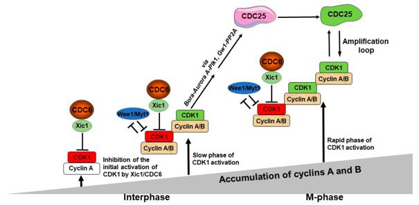 Fig. 1 A model of the role of CDC6 in the control of the M-phase entry. (OA Literature)
