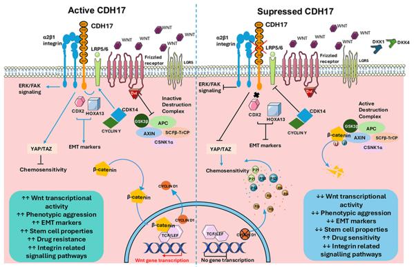 Fig. 1 Schematic diagramme of Wnt/β-catenin pathway with CDH17-mediated regulation in cancer biology (OA Literature)