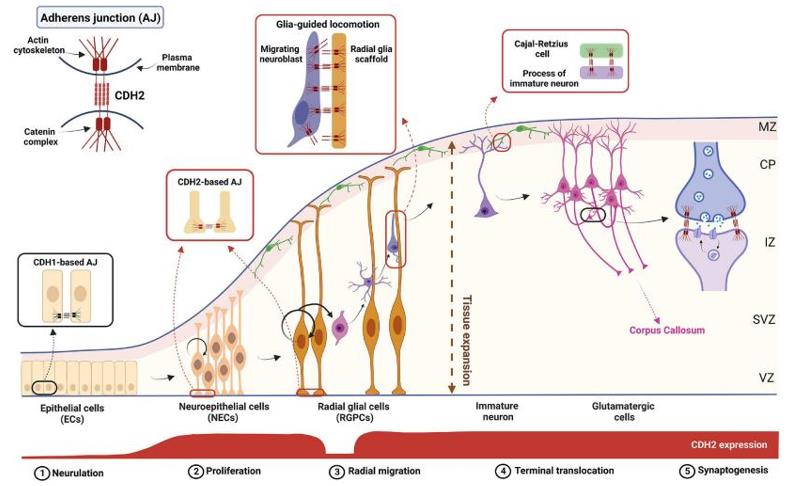 Fig. 1 The complex role of CDH2 during cortical development.