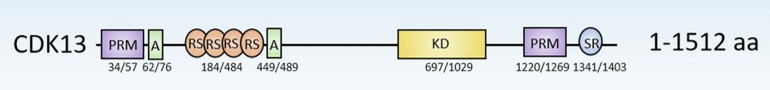 Graphic representation of CDK13 domains.
