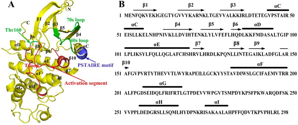 Fig. 1:The structure of monomeric CDK2.