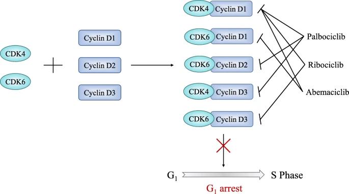 Fig. 1:Specific targets of CDK4/6 inhibitors.