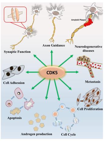 Fig. 1 A summary of the various cyclin-dependent kinase 5 (CDK5)-mediated biological processes. (OA Literature)