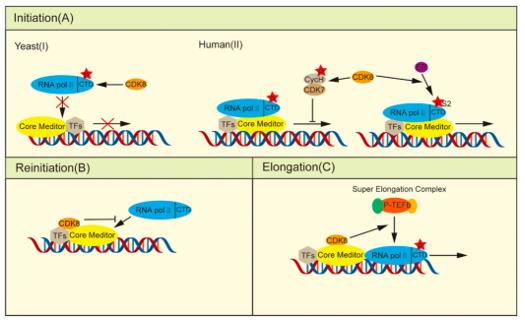 Fig. 1 CDK8 regulates transcription. (OA Literature)