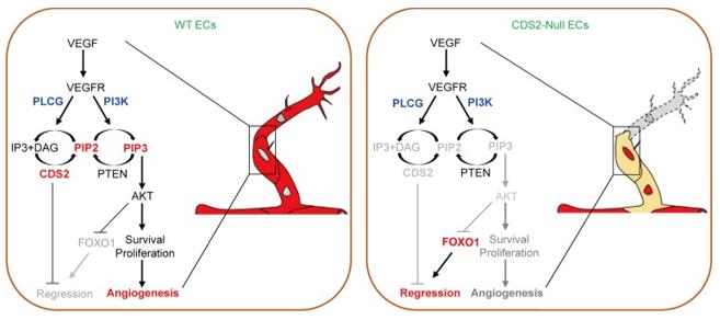 Fig. 1 Working model of VEGFA-triggered vessel regression on CDS2-deficient endothelium. (OA Literature)