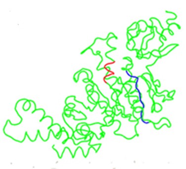 Structural Localization of CdsL Binding Domains on the CdsN Monomer.