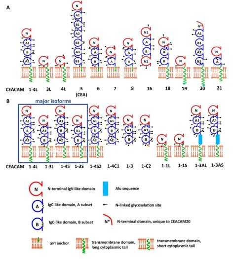 Fig. 1 Structural representation of human CEACAM proteins and CEACAM1 splice variants. (OA Literature)