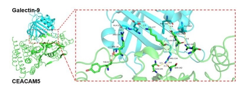 Fig. 1:Molecular docking confirmed CEACAM5 binds to Galectin-9.