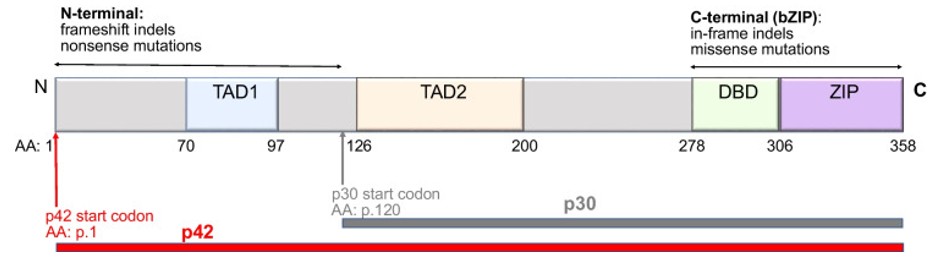 Schematic of the CEBPA protein structure and distribution of mutations.