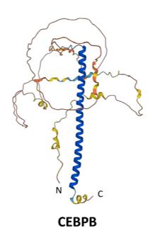 Fig. 1 Structures of human CEBPB as predicted by AlphaFold.