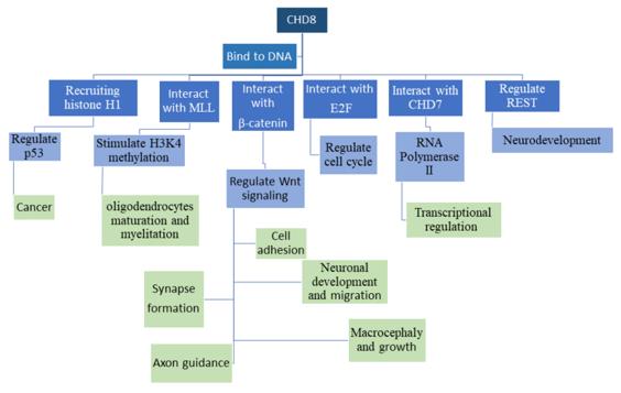 Fig. 1 Functions of the CHD8 protein.(OA Literature)